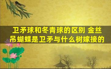 卫矛球和冬青球的区别 金丝吊蝴蝶是卫矛与什么树嫁接的